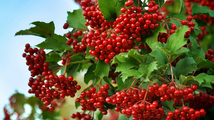 Акція! Червоні на чорному сліди, Ірина Цілик - купити. Книга ...