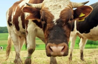 До чого сниться їсти виноград: розкриття символіки сна та значення