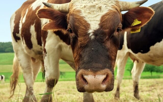 До чого сниться їсти виноград: розкриття символіки сна та значення