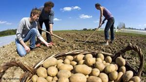 До чого сниться картопля в мішках: розкриваємо значення сну