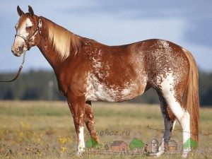 Сонник Кінь Нападає, Кусає, Тікає, Скажена до чого сниться бачити ...