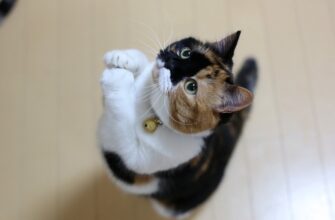 До чого сниться кішка: розкриваємо значення сновидінь про котів