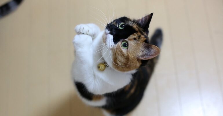 До чого сниться кішка: розкриваємо значення сновидінь про котів