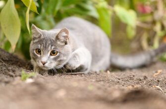 До чого сниться кіт, що нападає: розкриття значень та символіки