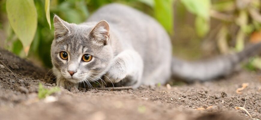 До чого сниться кіт, що нападає: розкриття значень та символіки
