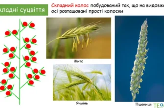 До чого сниться колоски пшениці: розкриваємо можливі значення сновидінь
