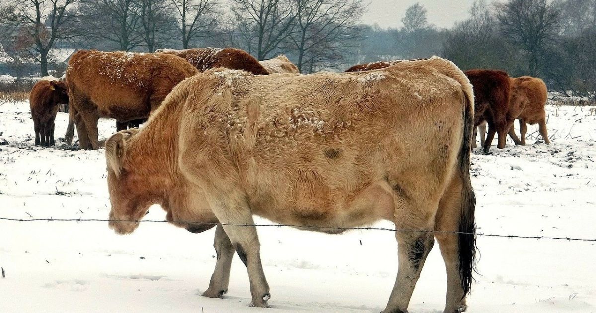 Корову тягнули прив'язаною до трактора і зґвалтували Це сталося на ...