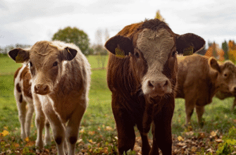 До чого сниться корова, що тікає: тлумачення сновидіння та значення