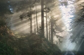 До чого сниться ліс вночі: аналіз та значення сновидіння для вас