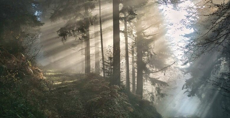 До чого сниться ліс вночі: аналіз та значення сновидіння для вас