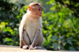 До чого сниться маленька мавпа: тлумачення снів і символіка