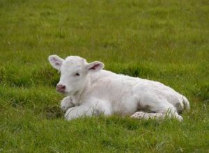 До чого сниться маленький бичок: значення сну та його тлумачення