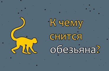 Як трактувати сон про мавпу — 42 значення