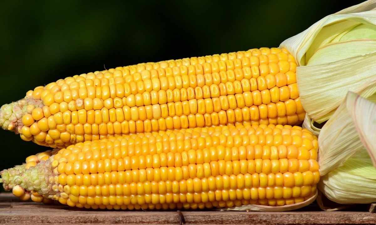 До чого сниться кукурудза в качанах: тлумачення за сонниками - Kokl.Ua