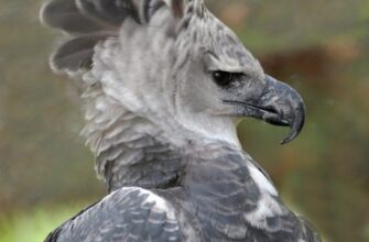 До чого сниться орел: розкриваємо значення ваших нічних видінь