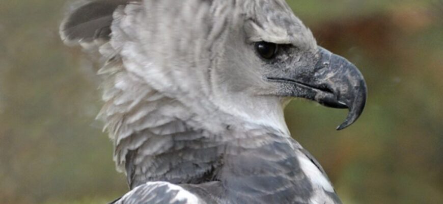 До чого сниться орел: розкриваємо значення ваших нічних видінь