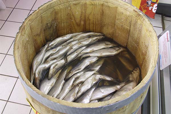 Сонник оселедець: до чого сниться і що означає сон про оселедець