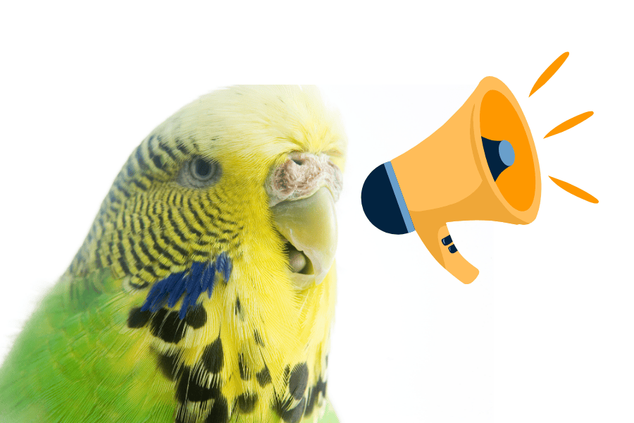 Як навчити хвилястого папугу говорити?