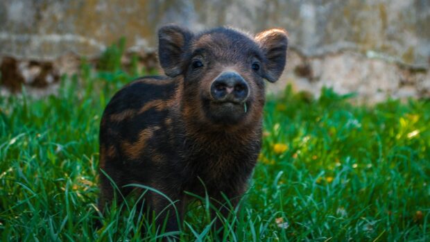 До чого сняться свині: значення і тлумачення снів | Life