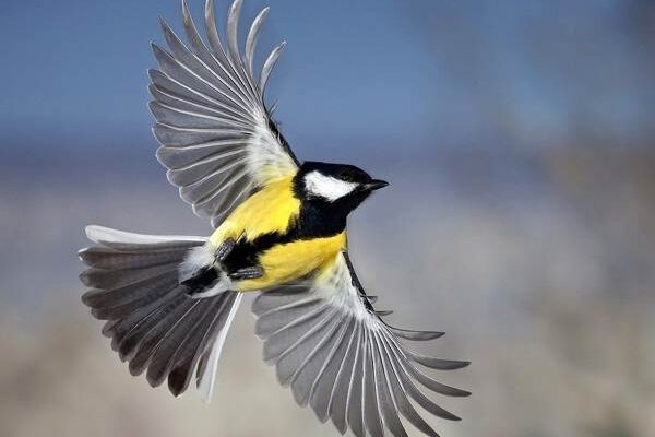 До чого сниться птиця, що залетіла в дім: значення сновидіння