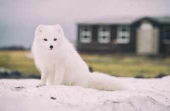 До чого сниться руда лисиця: значення сну та його тлумачення