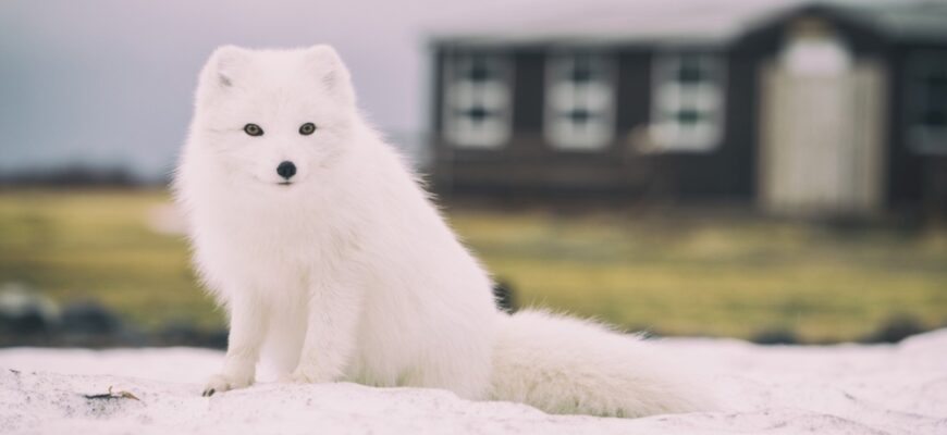 До чого сниться руда лисиця: значення сну та його тлумачення