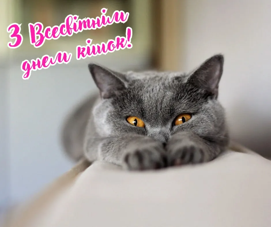 Міжнародний день кота: свято вдячності пухнастим друзям - Engage