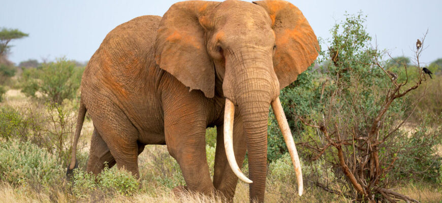 До чого сниться слон: розкриваємо значення ваших сновидінь