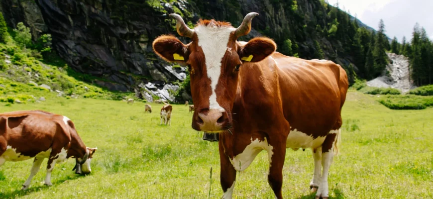 До чого сниться стадо корів: значення та тлумачення сновидіння