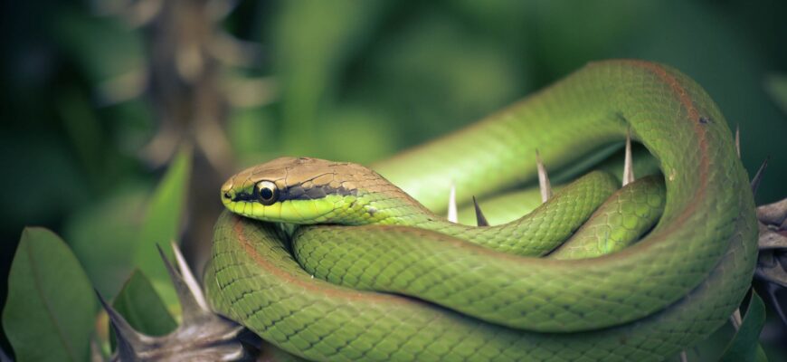 До чого сниться сварка з мамою: тлумачення та значення сну в деталях