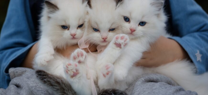 До чого сниться своя кішка: тлумачення снів про домашнього улюбленця