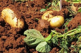 До чого сниться сира картопля: розкриваємо значення сновидінь