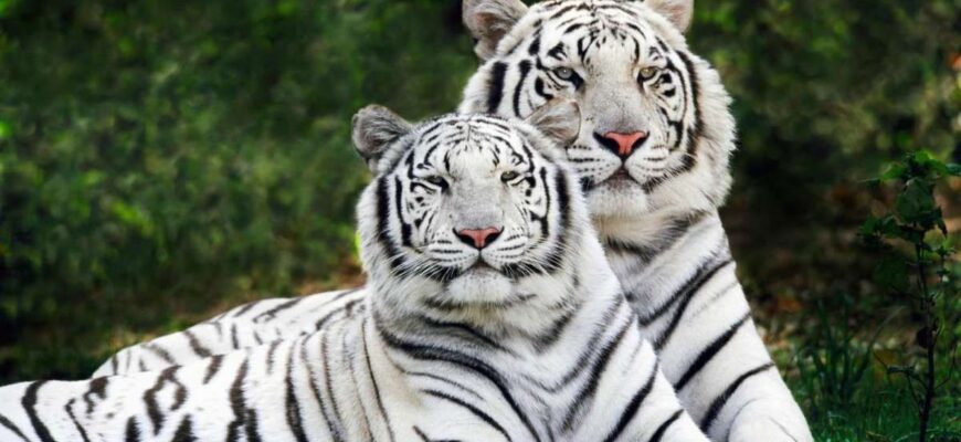 До чого сниться тигр: розкриття значення снів про тигрів