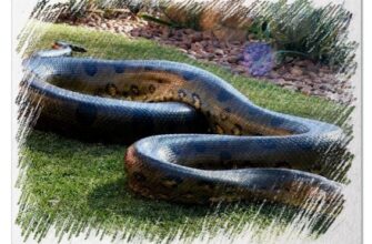 До чого сниться велика змія жінці: розкриття значення сновидіння