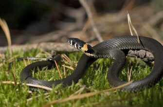 До чого сниться вуж: значення сновидіння та його тлумачення