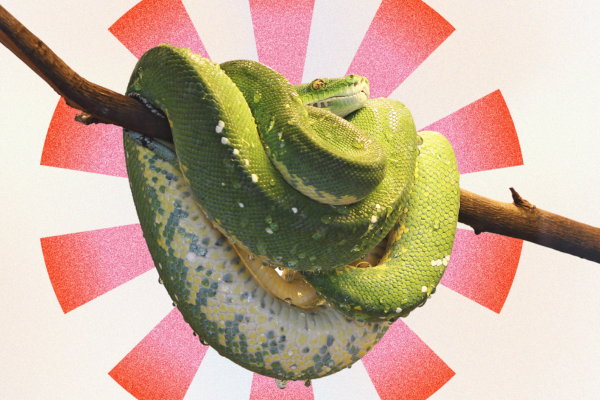 До чого сниться змія. Чи потрібно боятись сновидінь про змію ...