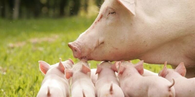 До чого сниться жива свиня: тлумачення сновидінь за теорією фахівців