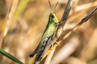 До чого сниться знайти гроші: значення снів та їх пояснення