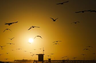 До чого сниться зорана земля: значення та тлумачення сновидіння