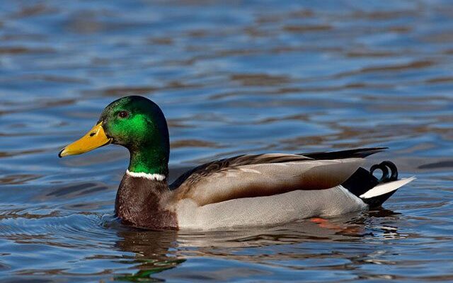До чого жінці сняться маленькі каченята: значення та тлумачення сновидіння