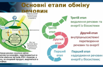 Еутирокс: як препарат впливає на вагу людини та метаболізм?