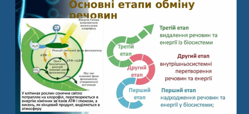 Еутирокс: як препарат впливає на вагу людини та метаболізм?