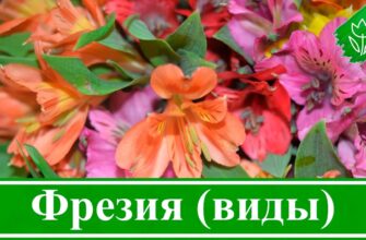 Фрезія: багаторічна чи однорічна рослина? Дізнайтесь всі деталі!