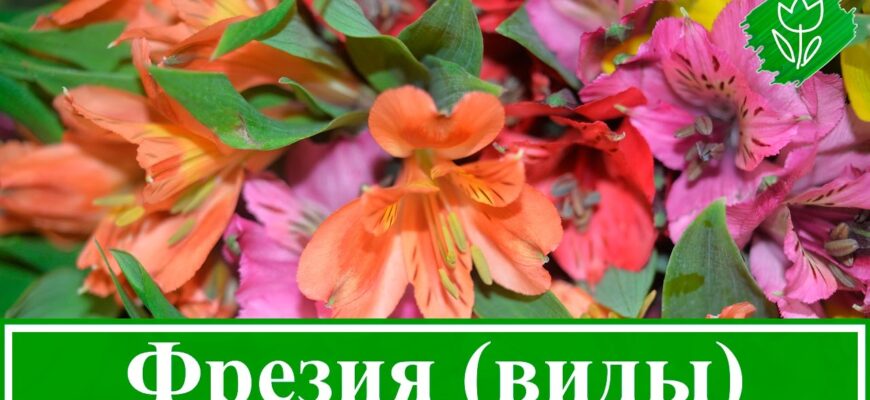 Фрезія: багаторічна чи однорічна рослина? Дізнайтесь всі деталі!