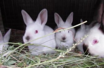 Геморагічна хвороба кролів: чи безпечно вживати їхнє м’ясо?