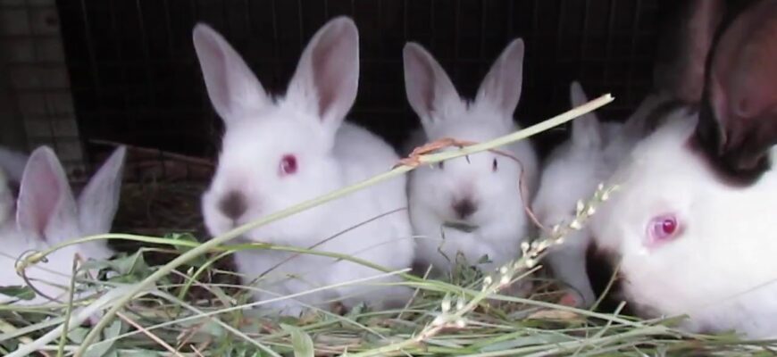 Геморагічна хвороба кролів: чи безпечно вживати їхнє м’ясо? Геморагічна хвороба кролів: чи безпечно вживати їхнє м’ясо?