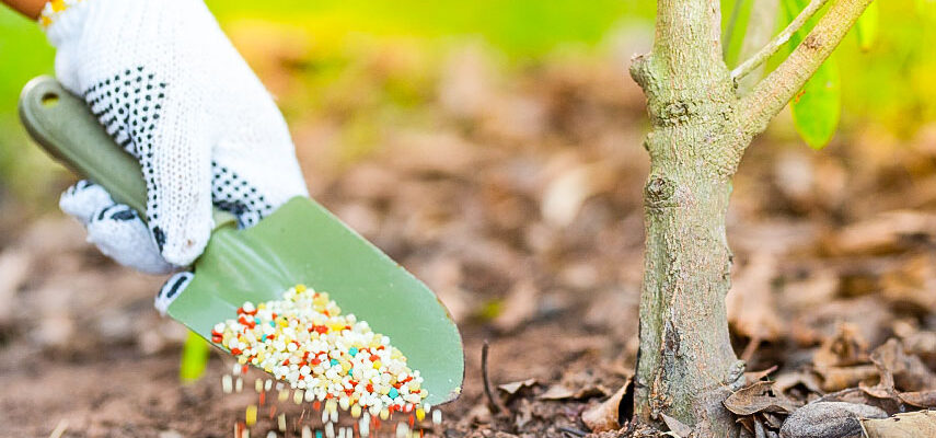 Карбамід чи селітра: що обрати для вашого врожаю та чому?