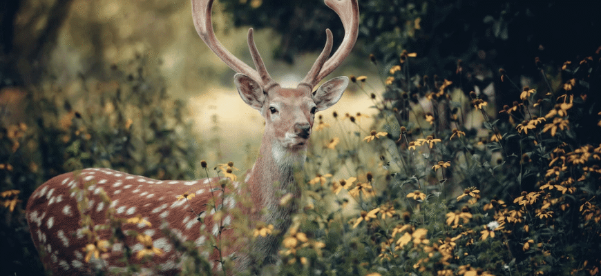 Карпатський заповідник: охорона природи та збереження біорізноманіття