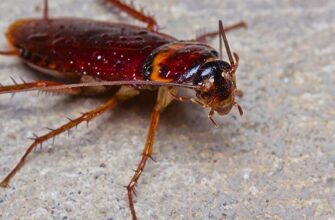 Хоч таргани і кусаються, але це відбувається вкрай рідко