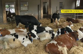 Хвороби корів після отелу: діагностика, профілактика та лікування